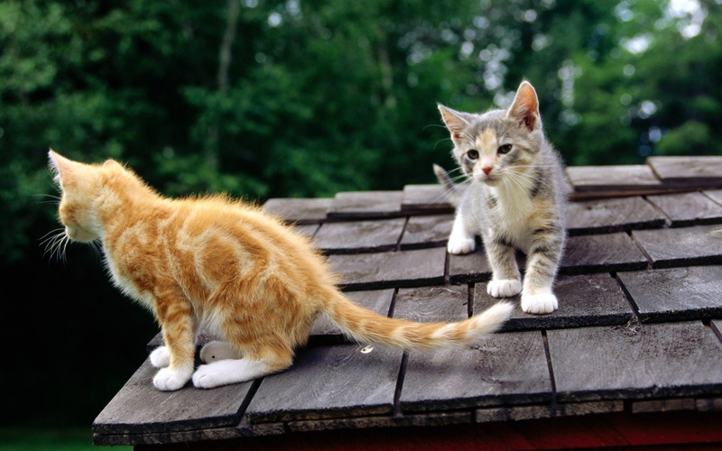 white, cat, cats, observing, kitty, brown, 1080P, kittens, orange, one