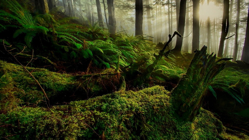 1080P, wood, moss, lens flare, sun rays, branch, Sun, silhouette, ferns, forest, nature, plants, landscape, trees