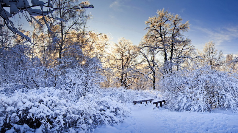Rays, Winter, Trees, Snow, Branches, Sun, Thick, 2K