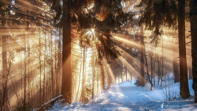 light, Germany, no People, snow, blue, backgrounds, frost, nature, fog, February, beauty In Nature, tree trunk, tree, woodland, trees, dawn, the sun, scenics - nature