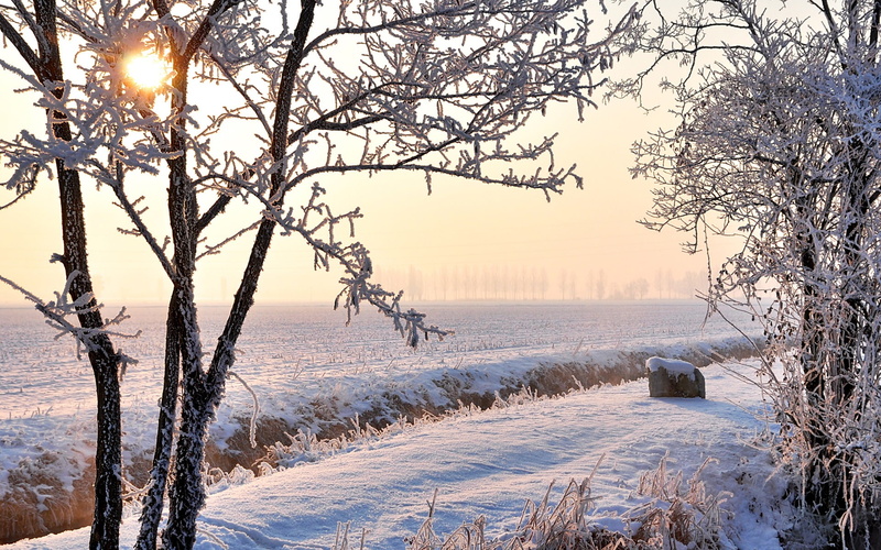 Sun, Fields, 1080P, Trees, Rays, White, Snow, Winter, Frost