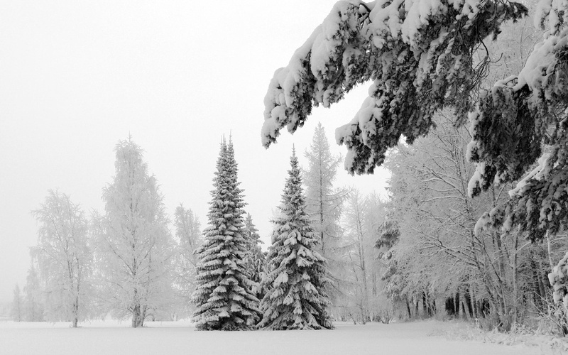 evergreen Tree, no People, mountain, 1080P, tranquil Scene, day, covered, gray hair, sky, field, environment, fir Tree, wilderness Area, weight, frost