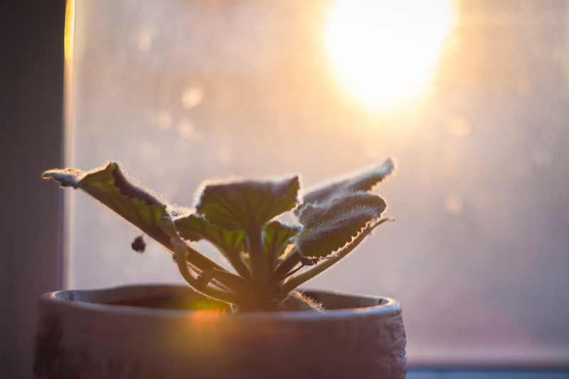 beauty in nature, tranquility, backlit, herb, lens flare, window, light, indoors, healthy lifestyle, zen-like, sun, food and drink, relaxation, close-up