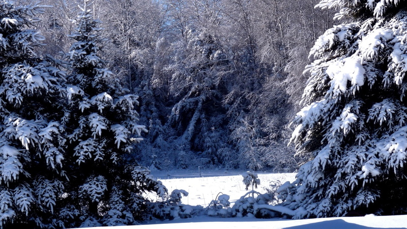 woodland, trees, coniferous tree, sky, day, winter, pine Tree, tree, fir-trees, snowcapped mountain, frost, outdoors, pine, cold - Temperature, snow, nature