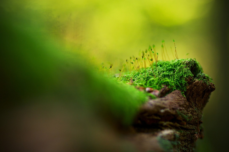 no people, outdoors, forest, depth of field, moss, covering, tree, selective focus, bark, plant part, tree trunk, wood - material, bokeh, plant, close-up