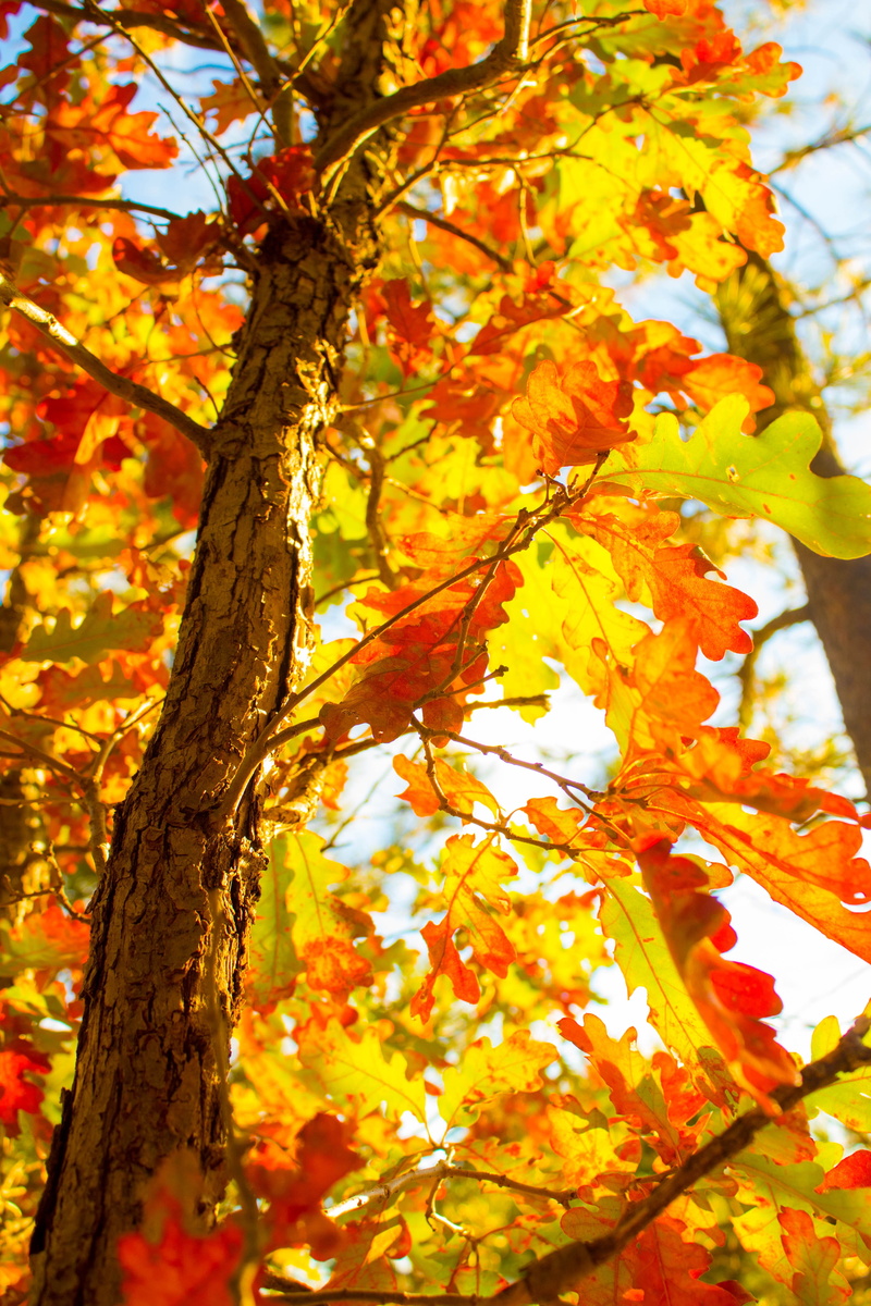 september, nature, colorful, decoration, growth, branch, orange color, change, green, maple leaf, red, forest, autumnal, low angle view, autumn, close-up
