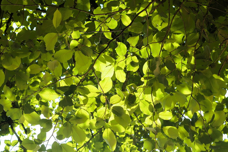 outdoors, green, foliage, light, environmental, fresh, sunlight, texture, day, Leaves, environment, botany, bright, branch, 2K, low angle view, tree, full frame