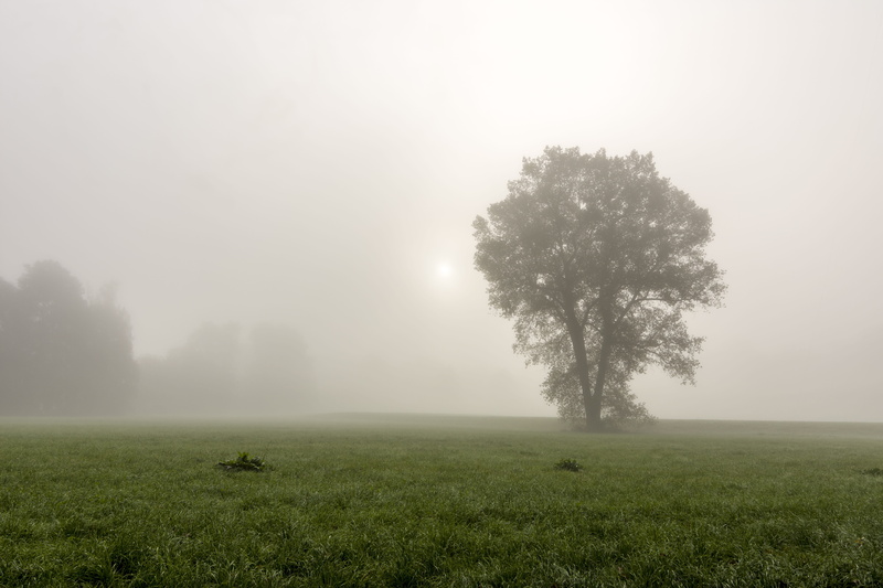 autumn, landscape, landscape nature, mood, tree, clouds, park, hill, forest, day, green, fog, beauty in nature, tranquility, contrast, scenics - nature
