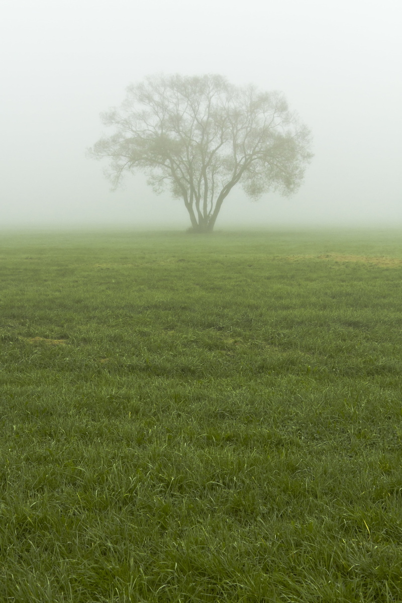 tree, green, weather, ecology, tranquil, tranquil scene, rural, hazy, field, environment, vertical, scenics - nature, autumn, foggy, grass, tranquility