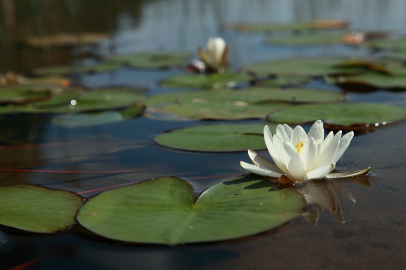 landscape, relaxation, finnish, nature, lake, summer, fragility, swimming in the, flower, beauty in nature, summer day, blue, water lily, 4K, bloom, leaf
