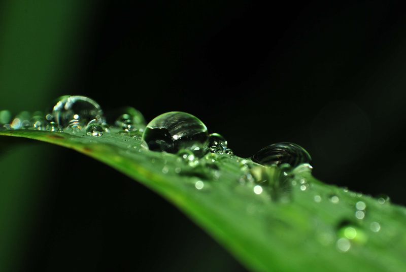 plant, clear, plant part, clean, moisture, no people, green color, dew, close-up, crystal, waterdrops, liquid, beauty in nature, vulnerability, wet, raindrops