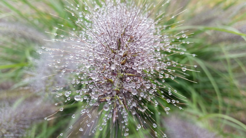 morning, beauty in nature, splash, macro, dandelion seed, drops, flowering plant, garden, vulnerability, flower head, outdoors, transparent, droplet, flower