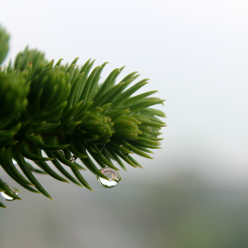 Drops, plant part, selective focus, day, clean, growth, focus on foreground, flower, nature, spiky, needle - plant part, coniferous tree, image, outdoors