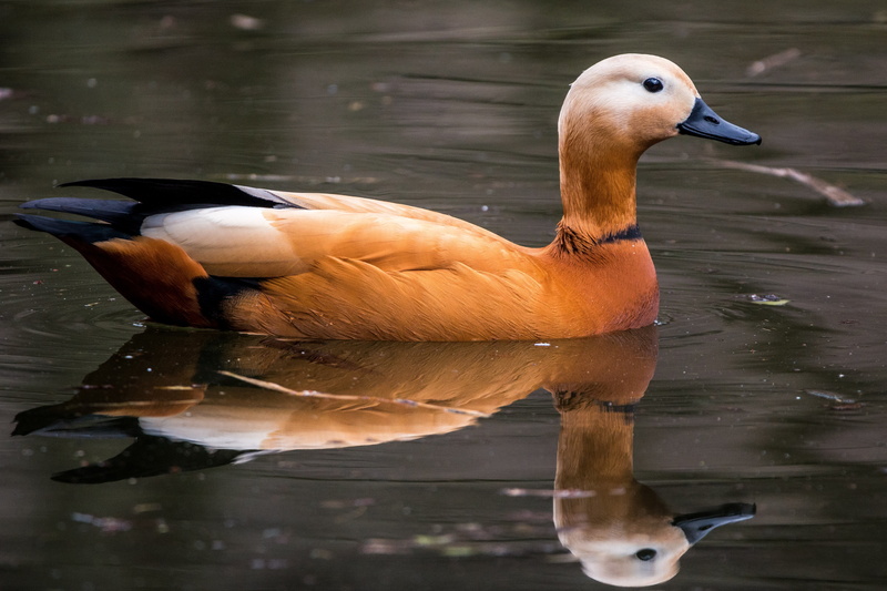no people, vertebrate, reflection, animals in the wild, waterfront, beak, kasarkas, day, animal, lake, water bird, nature, one animal, swimming, rust goose