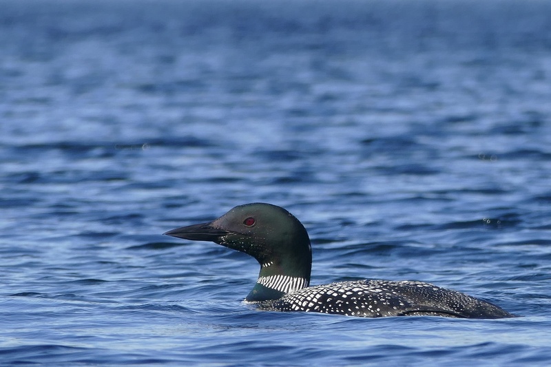 wildlife, waterfront, loon, head, plumage, profile, marine, animal, looking, underwater, sea life, nature, animal wildlife, portrait, no people, water