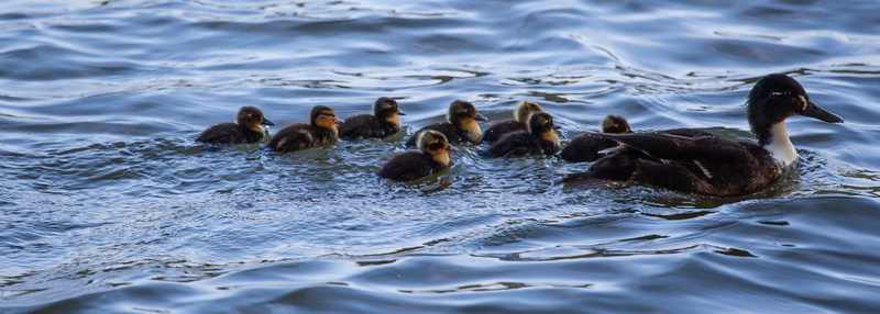 colorful, wildlife, bird, sea, animals in the wild, black, swimming, baby ducks, feathers, water, young, animal, vertebrate, nature, lake, group of animals