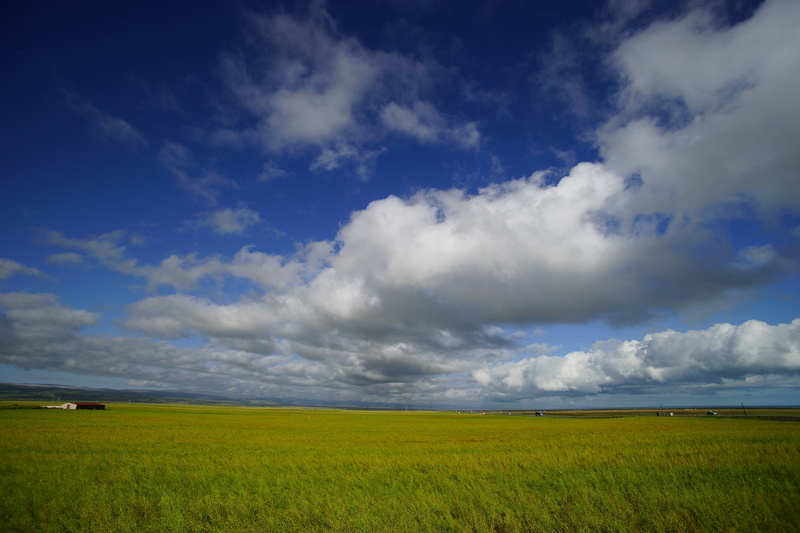 horizon over land, cloud - sky, tranquility, tranquil scene, field, green color, scenics - nature, the scenery, no people, sky, qinghai lake, agriculture