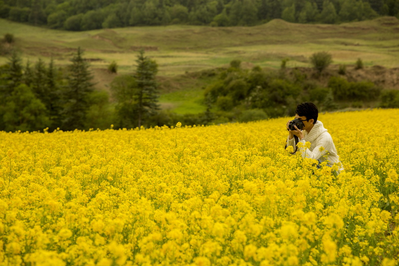photography themes, freshness, qinghai, environment, agriculture, camera - photographic equipment, oilseed rape, beauty in nature, scenics - nature, flowering plant