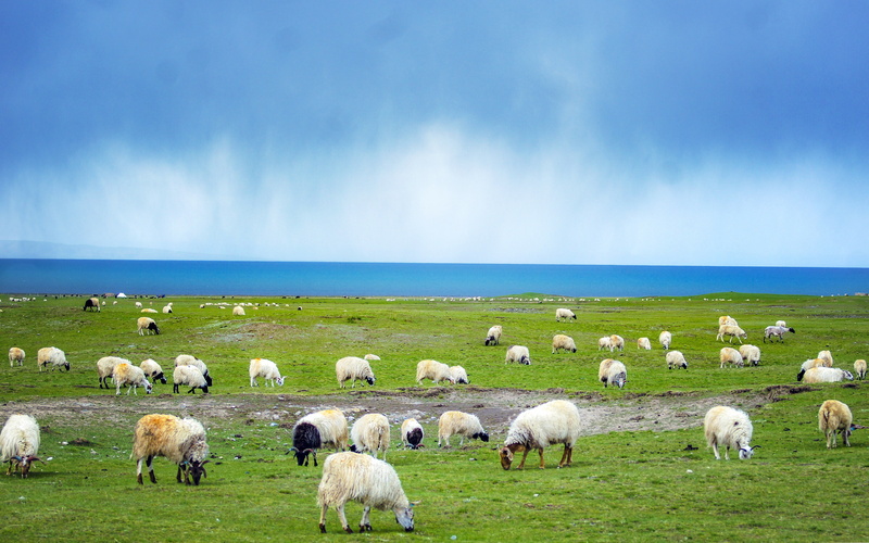 nature, outdoors, china, cloud - sky, herbivorous, grassland, domestic, mammal, landscape, grass, sky, domestic animals, qinghai, flock of sheep, livestock