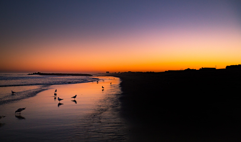 orilla del mar, animal themes, golden, dusk, ocean, bird, animal wildlife, bradley beach, birds, vertebrate, outdoors, tranquil scene, gaviota, orange color