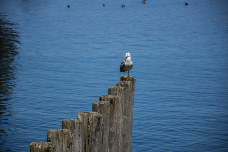 cantábrico, animal, wooden post, naturaleza, nature, vertebrate, gaviota, focus on foreground, lake, wood - material, bird, animal wildlife, one animal