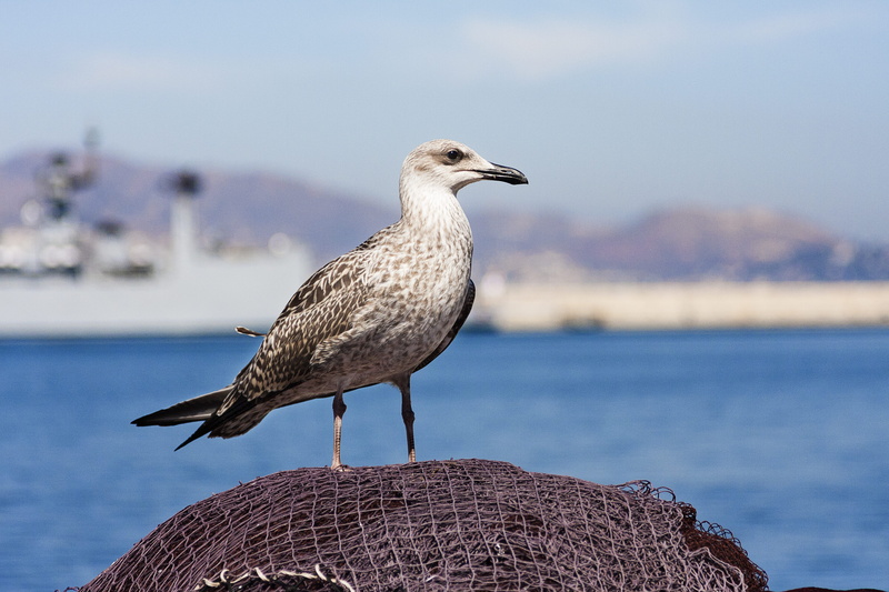 outdoors, ocean, daytime, profile view, malaga, full length, close-up, mediterráneo, net, málaga, one animal, puerto pesquero, gray, animals in the wild