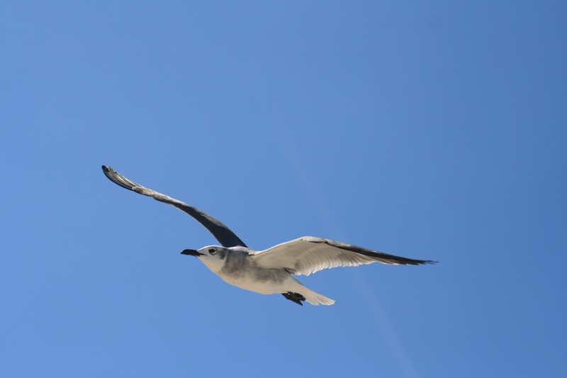 one animal, nature, flying, low angle view, clear sky, seagull, animals in the wild, ocean, outdoors, sky, motion, animal themes, peace, gaviota, mid-air