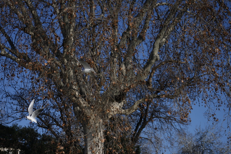 barcelona, beauty in nature, day, animal, pájaros, no people, nature, árbol, tree trunk, low angle view, ramas, one animal, outdoors, spain, animal wildlife