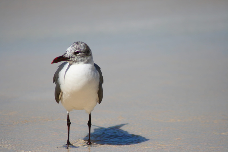 4K, sunlight, animal, sea, purity, dom, spiritual, no people, animals In The Wild, beach, animal wildlife, sand, Dove, Symbol, one animal, wildlife, flight