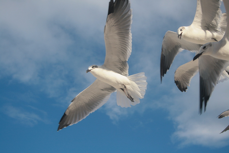 feather, group of animals, seagull, animal themes, no people, black-headed gull, 4K, motion, sky, dove, beauty in nature, white color, wildlife, fly, animal wildlife