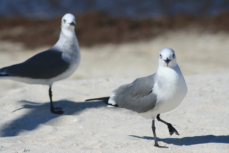 sunlight, peace, no people, bird, faith, shadow, beach, animal wildlife, focus on foreground, birds, dove, 4K, animal themes, gaviotas, land, seagull
