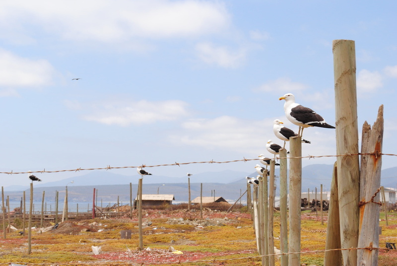 day, security, bay, Birds, Seagull, sky, 4K, Ocean, barrier, fence, group of animals, cloud - sky, perching, one animal, Gaviota, wooden post, protection