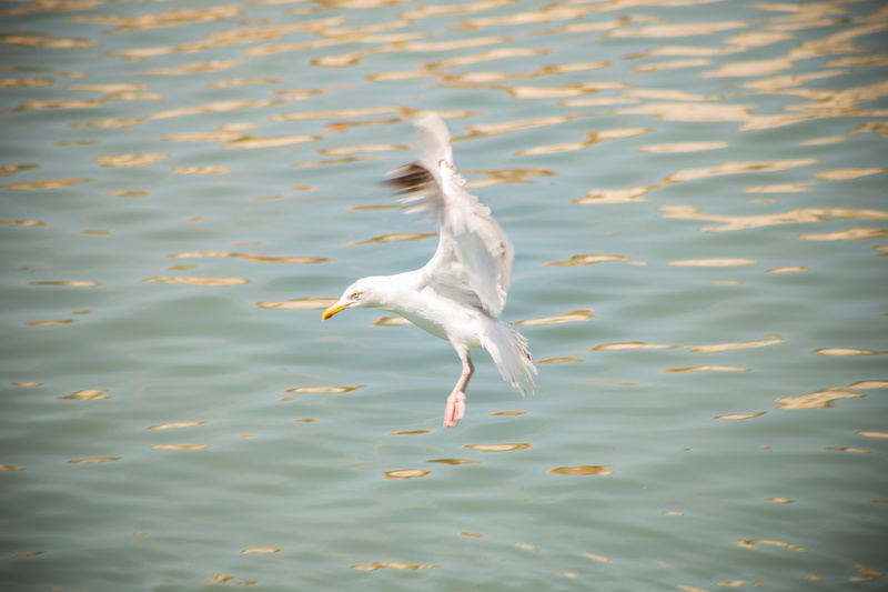 motion, ailes, wings, oceano, mar, spread wings, fly, animal, alas, mer, pajaro, agua, animals in the wild, 5K, one animal, goeland, high angle view, gaviota