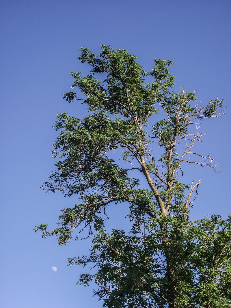 leaf, tree, green, green green, sky, canopy, flora, outdoors, day, tall - high, scenics - nature, low angle view, green color, plant, 4K, beauty in nature