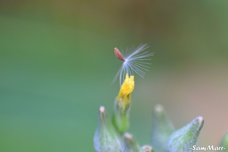 softness, sepal, petal, beauty in nature, 4K, yellow, plant, un pequeno vuelo, flower head, outdoors, day, dandelion seed, inflorescence, nature, focus on foreground