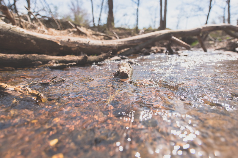 textured, bear mountain state park, wood, plant, wood - material, fall, 5K, outdoors, united states, dirt, sun, river, flow, land, pebbles, bright, field