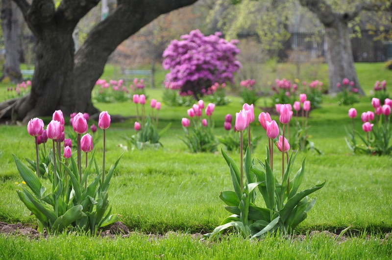 flowering plant, day, park, Lake, front or back yard, nature, park - man made space, plant, grass, Halifax, flower head, scenery, outdoors, green color