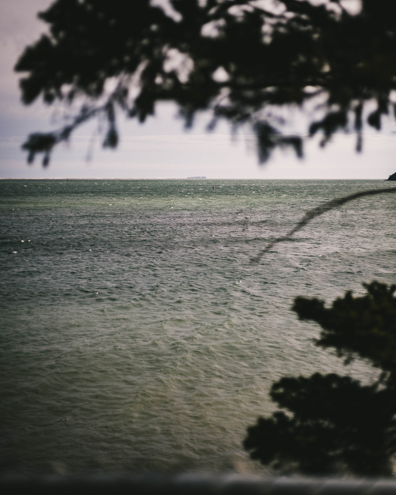 plant, day, no people, beauty in nature, nova scotia, coast, tranquil scene, nature, maritimes, tranquility, growth, east, halifax, east coast, water, focus on foreground