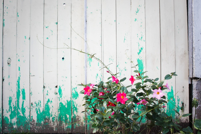 green color, abstract, pink, flowers, day, canada, outdoors, green, flowering plant, growth, halifax, wall - building feature, wabisabi, freshness, fence