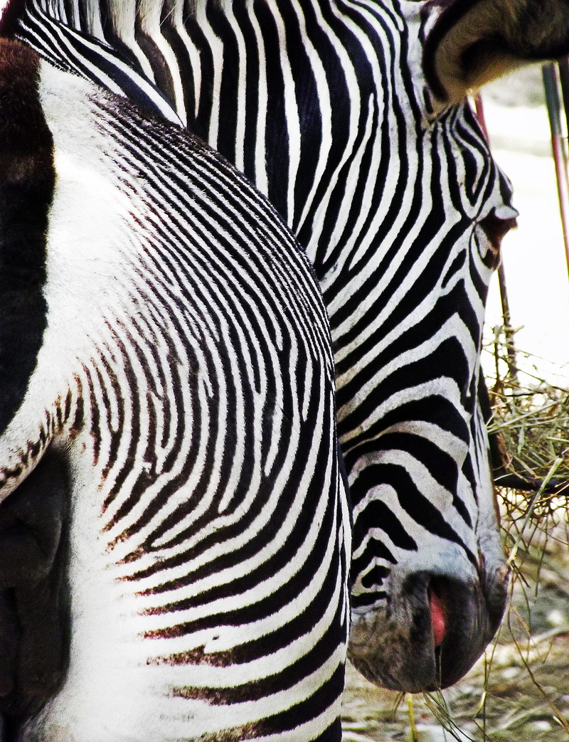 head, vertebrate, animal, striped, drinking, 2K, white, animal head, mammal, animal markings, Stripes, Black, nature, animal wildlife, Zebra, sharp, Bar