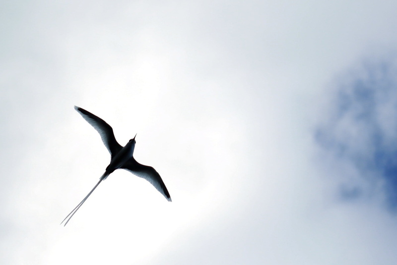 animal wildlife, low angle view, cloud - sky, directly below, backlit, outdoors, silhouette, span, flying, animals in the wild, vertebrate, mid-air, bird