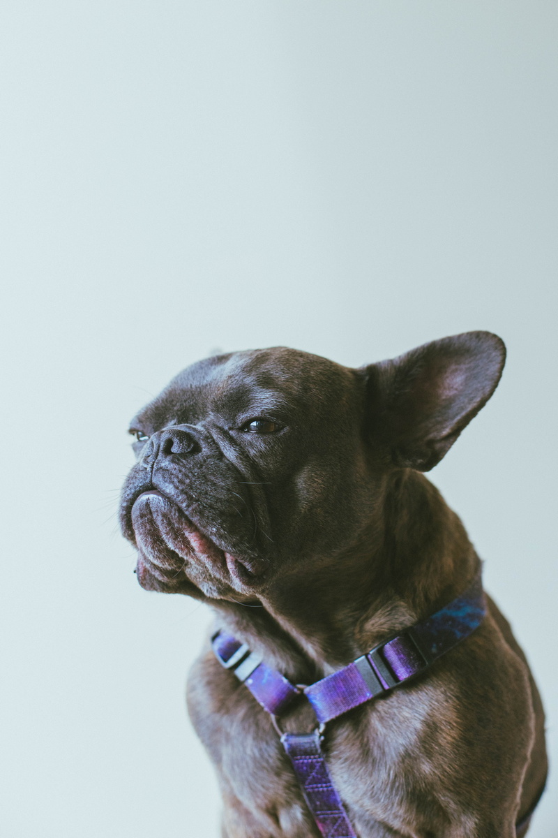 french, close-up, short, adult, ear, looking, small, pet, looking away, 5K, mammal, canine, pets, indoors, home, animal head, no people, face, animal