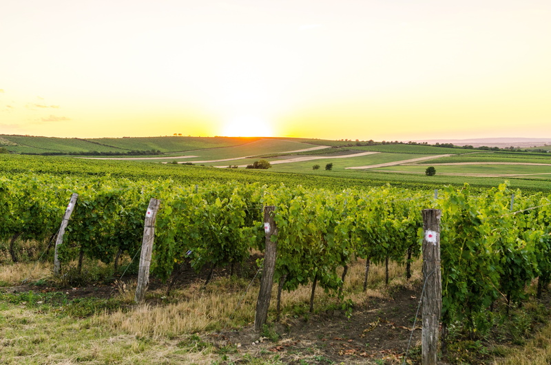lens flare, rural scene, 4K, beauty, nature, country, rural, outdoor, grape, field, beauty in nature, moravia, travel, springtime, environment, sunrise