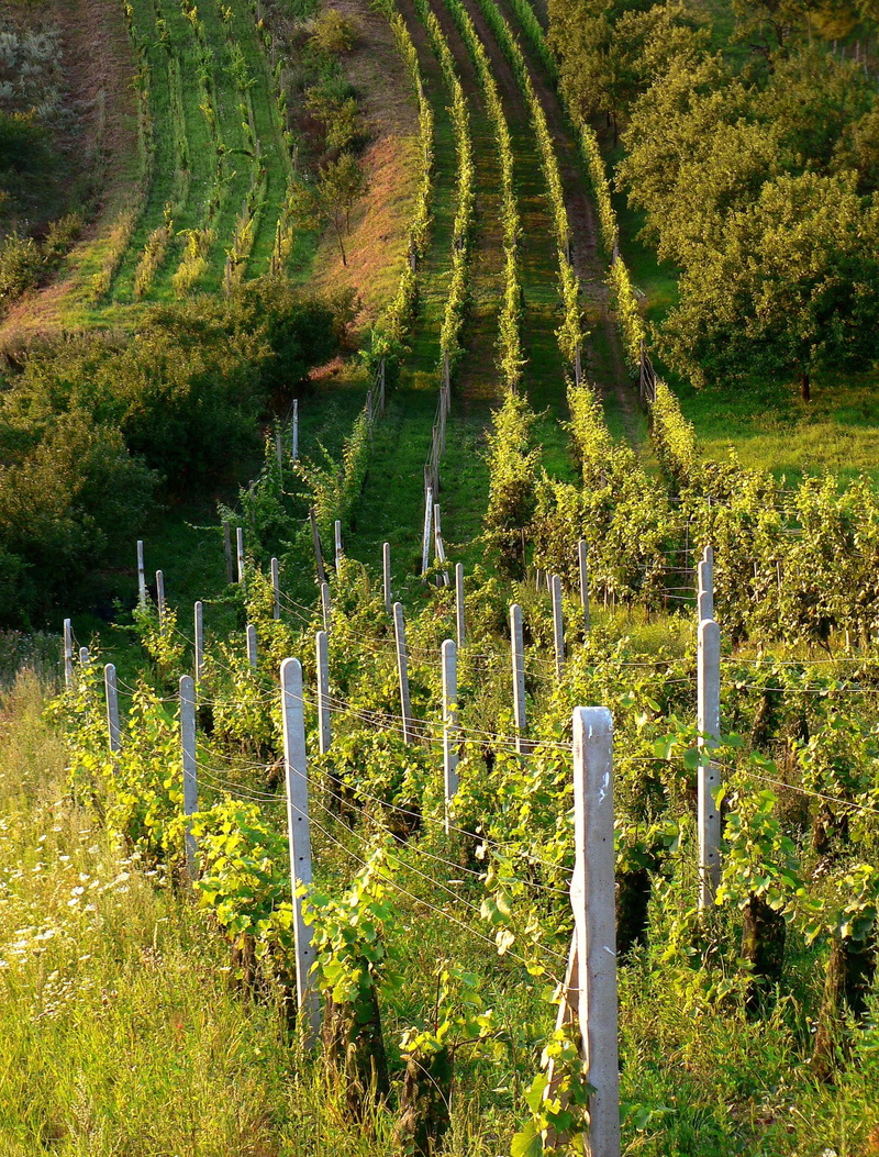 environment, nature, winemaking, growth, lines, wooden post, idyllic, beauty in nature, Country, scenics - nature, 1080P, wineyard, green, Green, tree