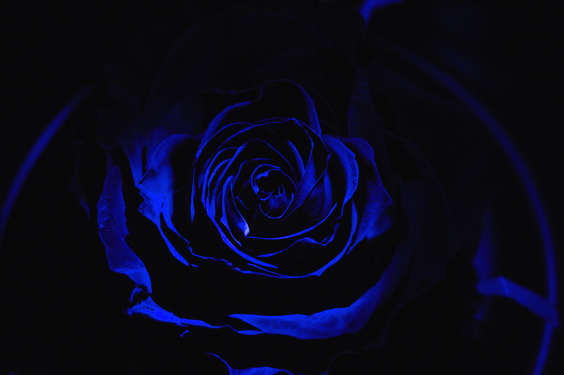 purple, plant, abstract, freshness, vulnerability, close-up, flowering plant, black background, growth, studio shot, fragility, nature, petal, beauty in nature