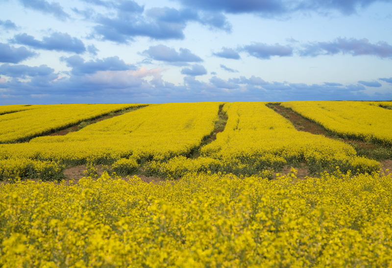 flowerbed, plantation, farm, springtime, flower, 5K, growth, canola fields; sky, agriculture, yellow, crop, tranquil scene, rural scene, landscape, tranquility