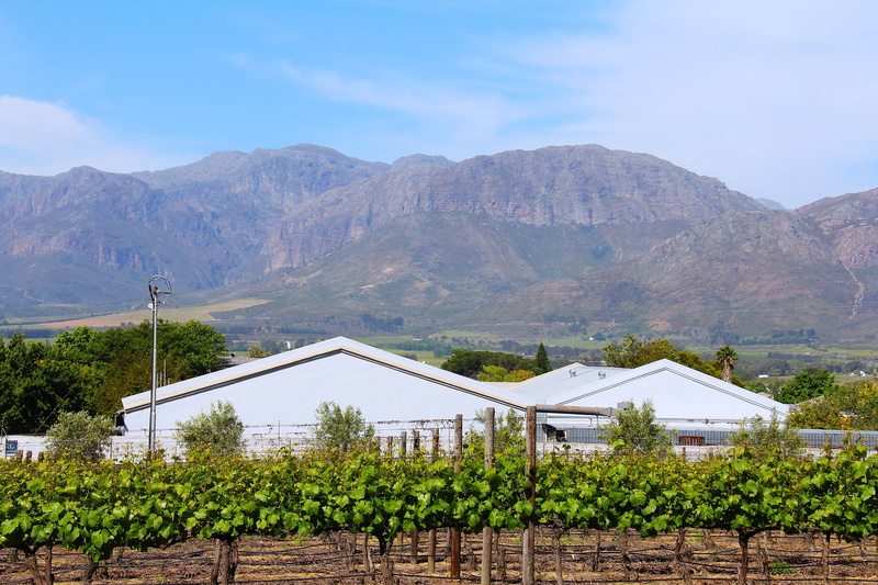 wine tasting, 2K, environment, agriculture, tree, landscape, beauty in nature, tranquility, no people, land, non-urban scene, south africa, growth, sky