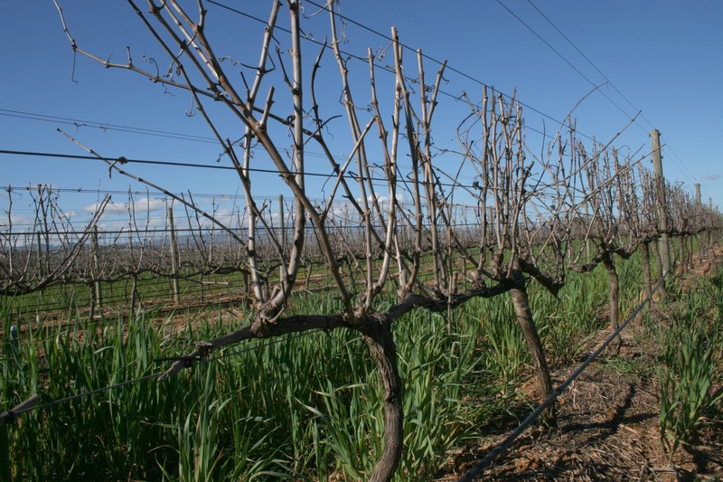 vineyard, landscape, vine, vines, winemaking, land, dead plant, tranquil scene, clear sky, grapevine, agricultural, grass, growth, agriculture, outdoors