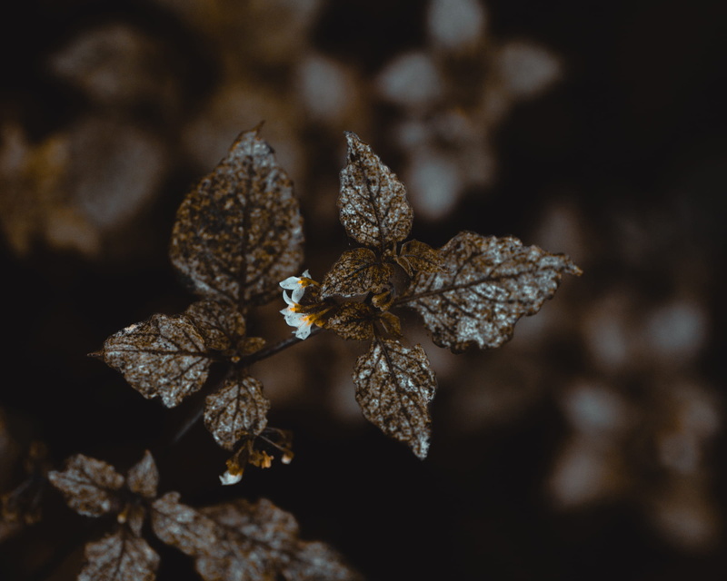 no people, selective focus, stellenbosch, outdoors, plant, growth, nature, winter, wilted plant, fragility, flower, cold temperature, plant part, dried