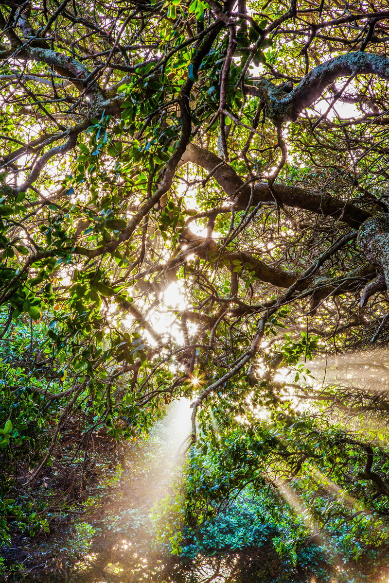 beauty in nature, light beam, lush foliage, beautiful, land, forest, stellenbosch, branch, south africa, ladscape, tree canopy, growth, outdoors, green color